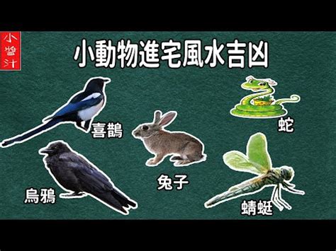 自來鳥 風水